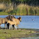 Illustration for article titled A park in the Netherlands that recreates the Pleistocene